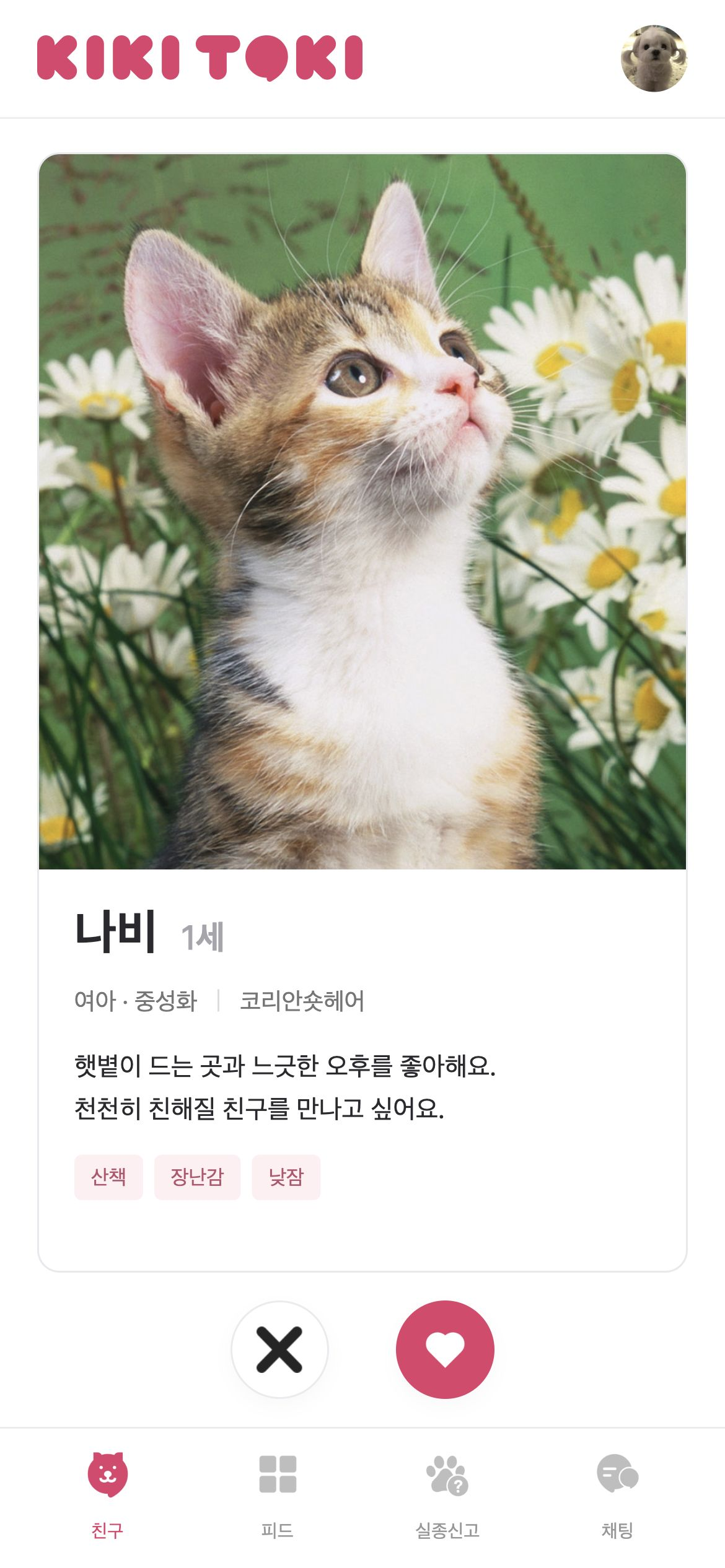키키토키 반려동물 사진·소개·특성과 관심사를 확인하고 좋아요 또는 다음 친구를 선택합니다.